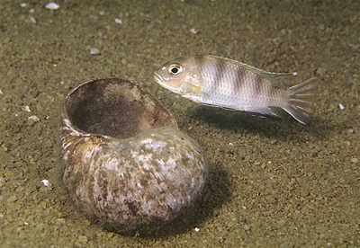 Maylandia lanisticola 'Senga Bay'
